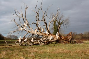 England's apples – ilka Leukefeld